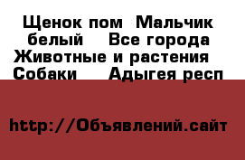 Щенок пом. Мальчик белый  - Все города Животные и растения » Собаки   . Адыгея респ.